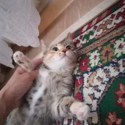 Котёнок девочка