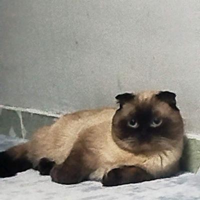 Кот молодой на звязку