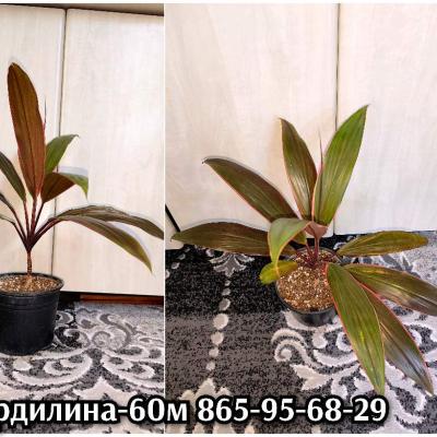Комнатные растения