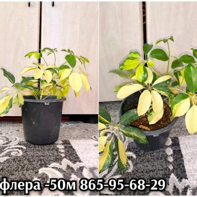 Комнатные растения