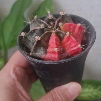 Кактус