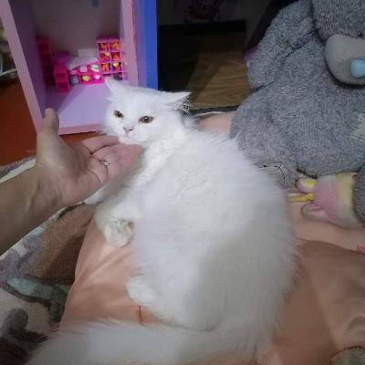 Шотландская кошка