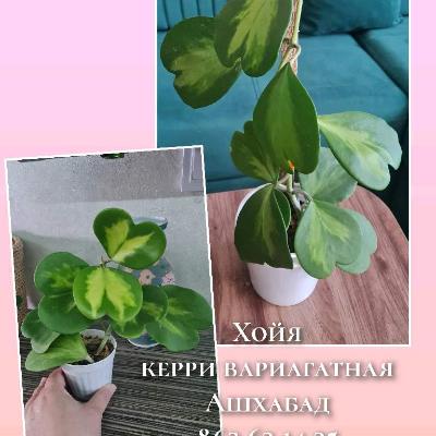 Комнатные растения